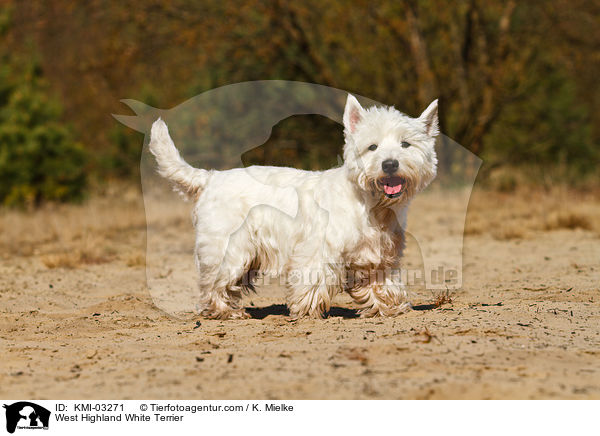 West Highland White Terrier / West Highland White Terrier / KMI-03271