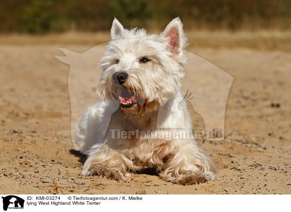 liegender West Highland White Terrier / lying West Highland White Terrier / KMI-03274