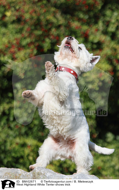 West Highland White Terrier macht Mnnchen / West Highland White Terrier shows trick / BM-02671