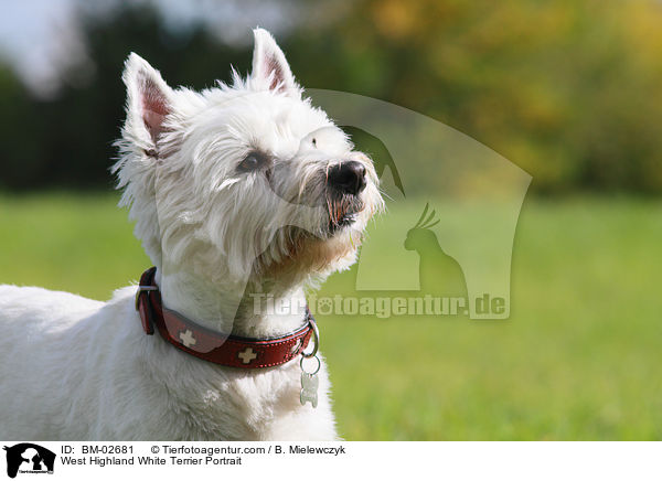 West Highland White Terrier Portrait / West Highland White Terrier Portrait / BM-02681