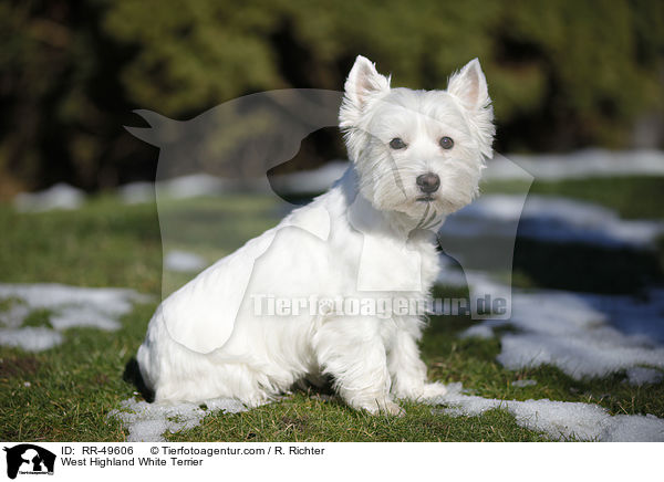 West Highland White Terrier / RR-49606