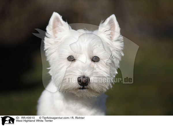 West Highland White Terrier / RR-49610