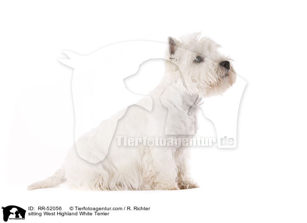 sitting West Highland White Terrier / RR-52056