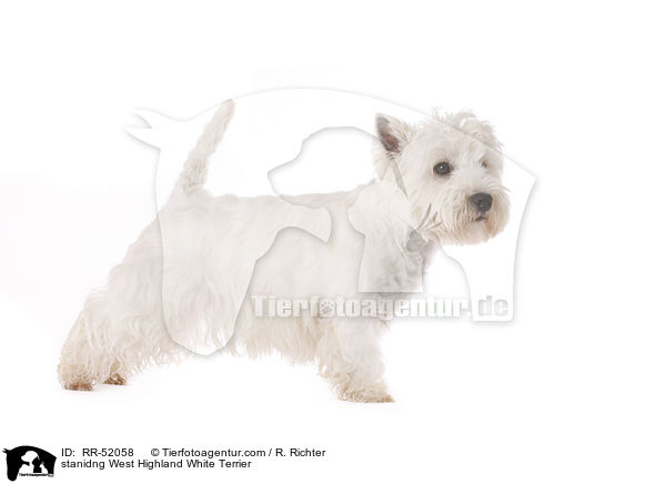 stanidng West Highland White Terrier / RR-52058