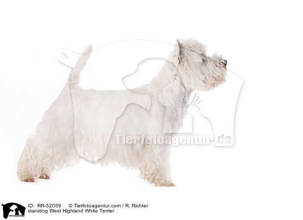 stehender West Highland White Terrier / stanidng West Highland White Terrier / RR-52059