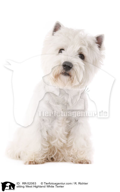 sitzender West Highland White Terrier / sitting West Highland White Terrier / RR-52063