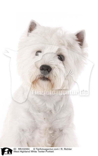 West Highland White Terrier Portrait / RR-52064