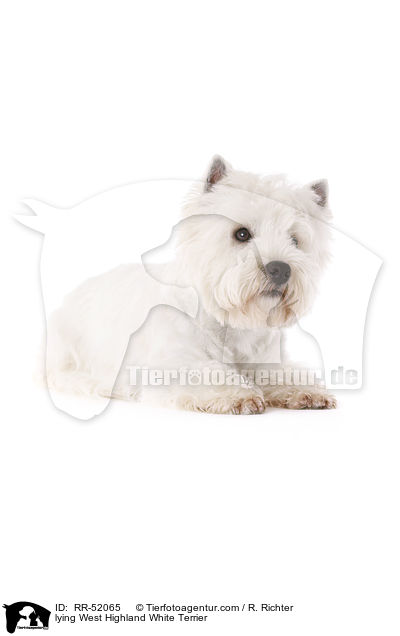 liegender West Highland White Terrier / lying West Highland White Terrier / RR-52065