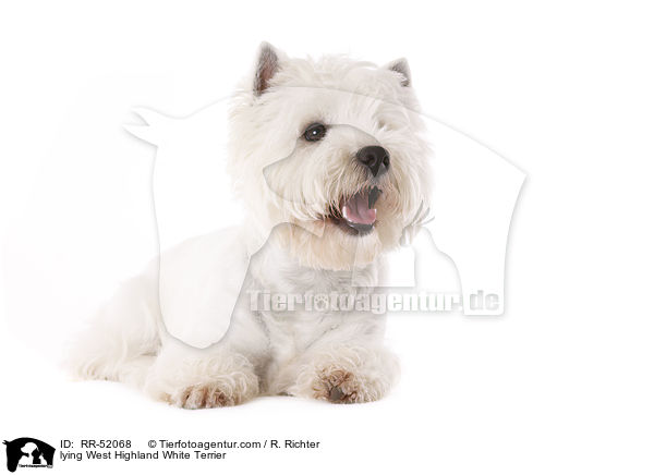 liegender West Highland White Terrier / lying West Highland White Terrier / RR-52068