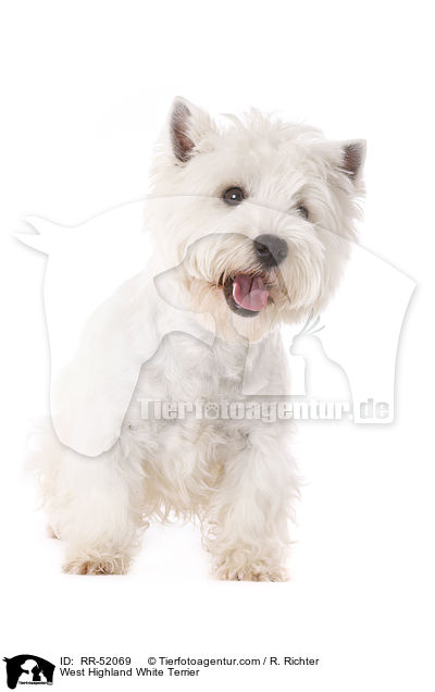 West Highland White Terrier / West Highland White Terrier / RR-52069