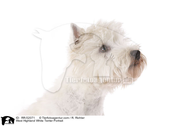 West Highland White Terrier Portrait / West Highland White Terrier Portrait / RR-52071