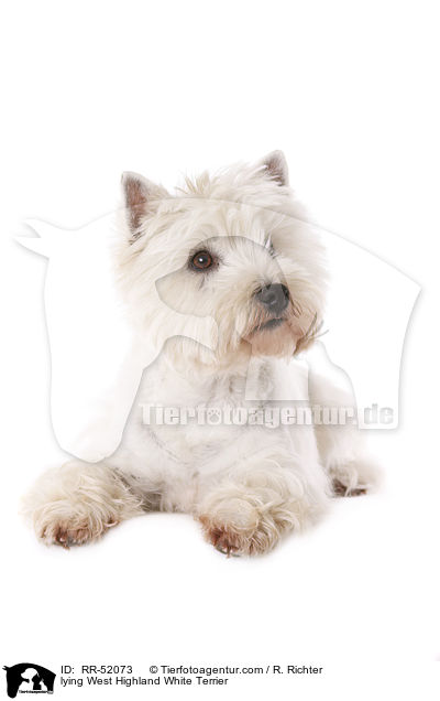 liegender West Highland White Terrier / lying West Highland White Terrier / RR-52073