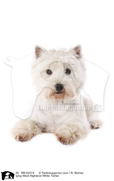 liegender West Highland White Terrier / lying West Highland White Terrier / RR-52074