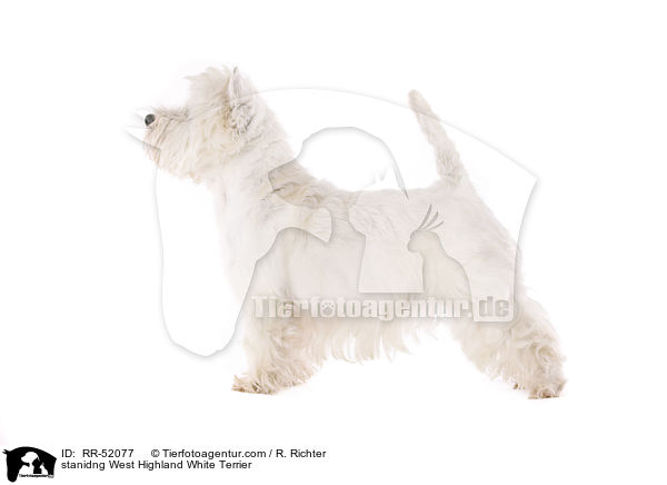 stehender West Highland White Terrier / stanidng West Highland White Terrier / RR-52077