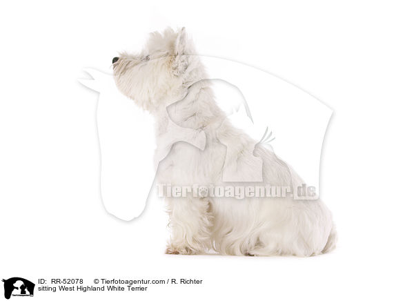 sitzender West Highland White Terrier / sitting West Highland White Terrier / RR-52078