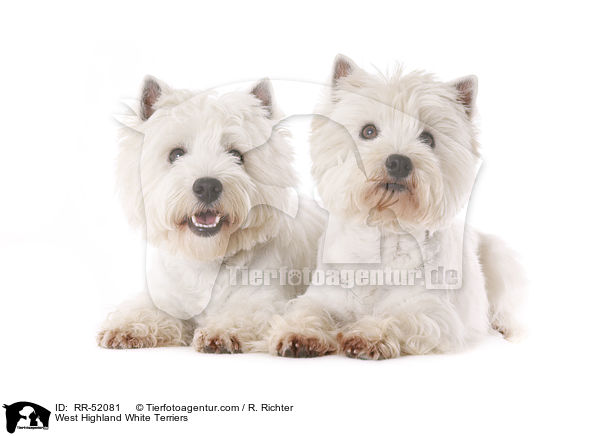 West Highland White Terrier / West Highland White Terriers / RR-52081