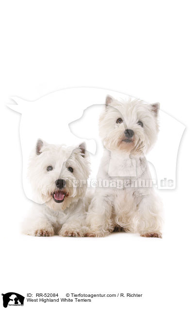 West Highland White Terrier / West Highland White Terriers / RR-52084