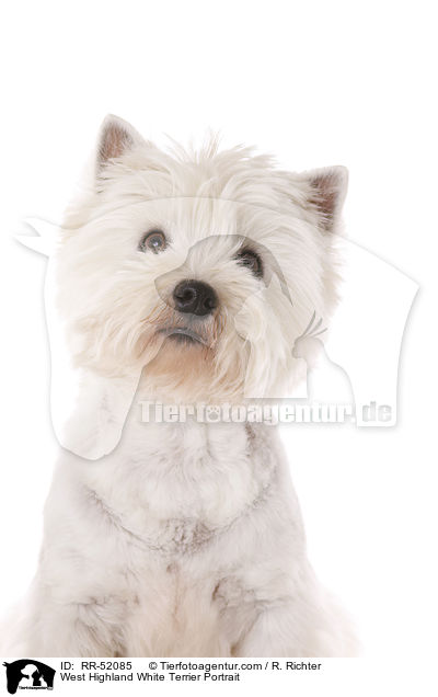 West Highland White Terrier Portrait / West Highland White Terrier Portrait / RR-52085