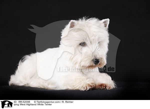 liegender West Highland White Terrier / lying West Highland White Terrier / RR-52096