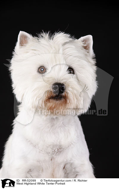 West Highland White Terrier Portrait / West Highland White Terrier Portrait / RR-52099