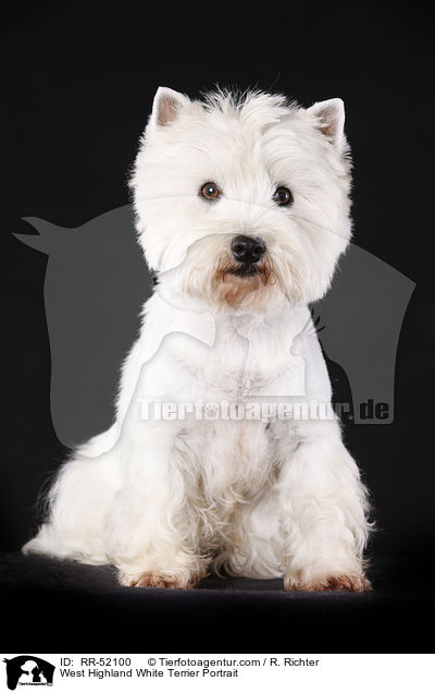 West Highland White Terrier Portrait / RR-52100