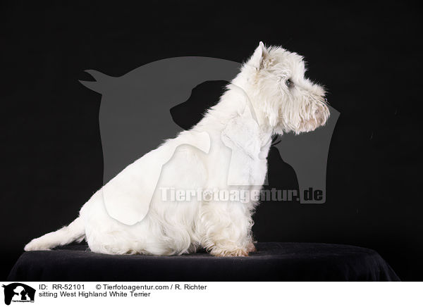 sitzender West Highland White Terrier / sitting West Highland White Terrier / RR-52101