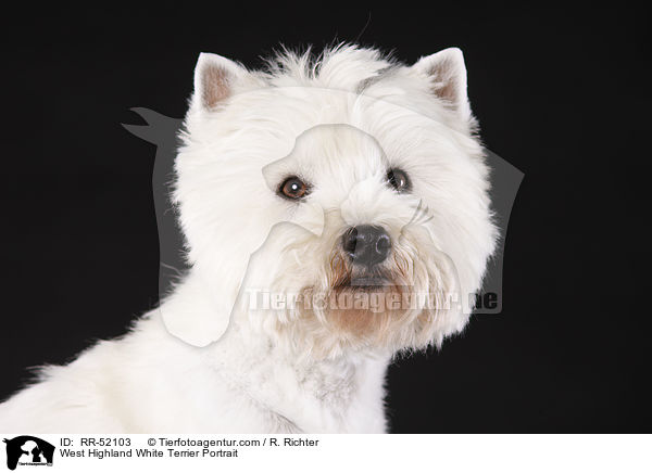 West Highland White Terrier Portrait / West Highland White Terrier Portrait / RR-52103