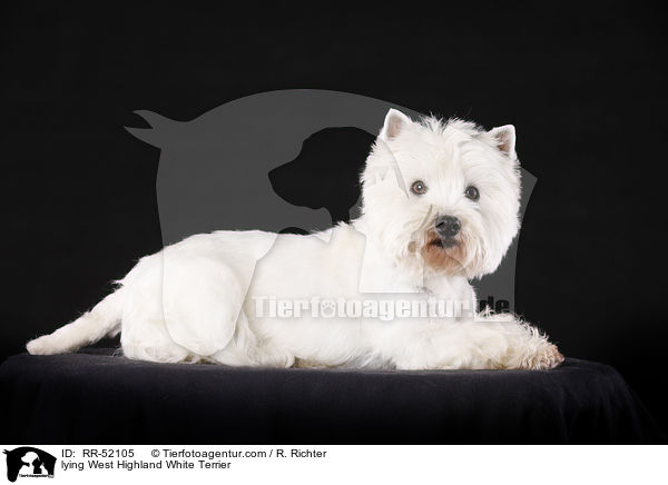 liegender West Highland White Terrier / lying West Highland White Terrier / RR-52105