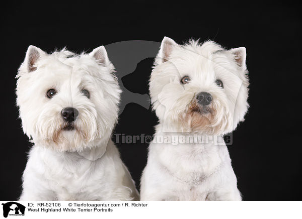 West Highland White Terrier Portraits / RR-52106