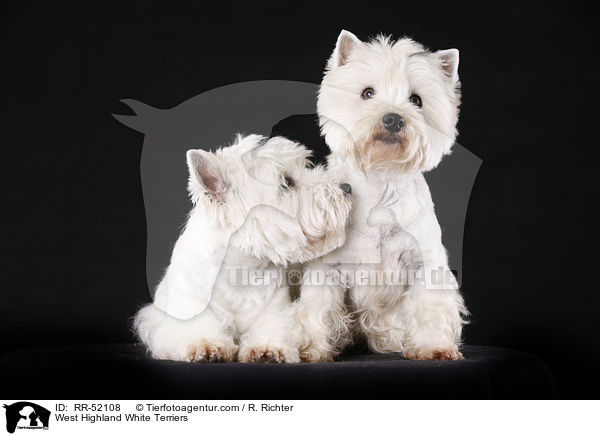 West Highland White Terrier / West Highland White Terriers / RR-52108