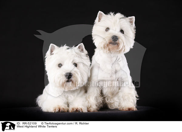 West Highland White Terrier / West Highland White Terriers / RR-52109