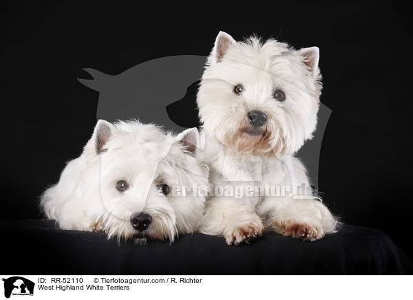 West Highland White Terriers / RR-52110