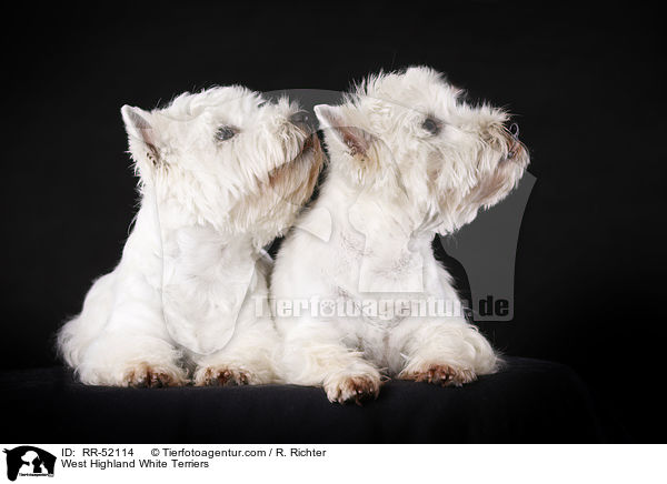 West Highland White Terriers / RR-52114