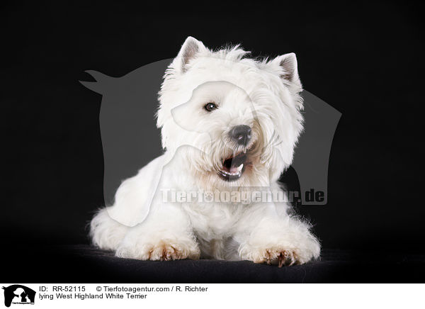 liegender West Highland White Terrier / lying West Highland White Terrier / RR-52115