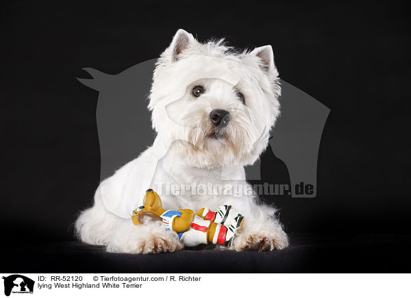 liegender West Highland White Terrier / lying West Highland White Terrier / RR-52120