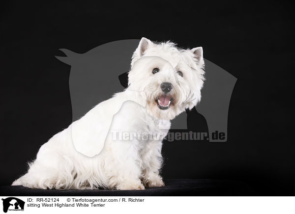 sitting West Highland White Terrier / RR-52124