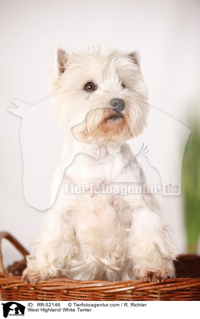 West Highland White Terrier / West Highland White Terrier / RR-52146