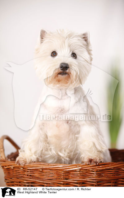 West Highland White Terrier / West Highland White Terrier / RR-52147