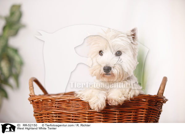 West Highland White Terrier / West Highland White Terrier / RR-52150