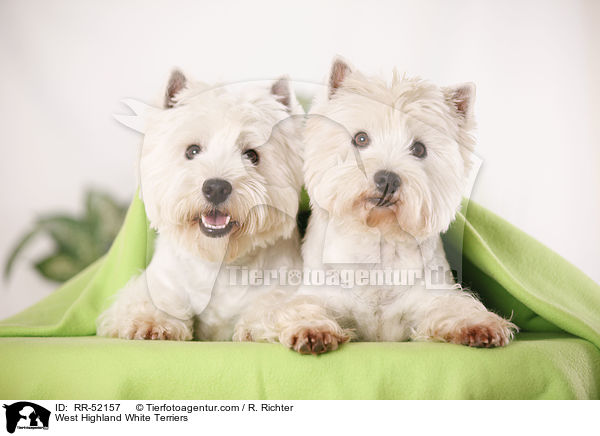 West Highland White Terrier / West Highland White Terriers / RR-52157