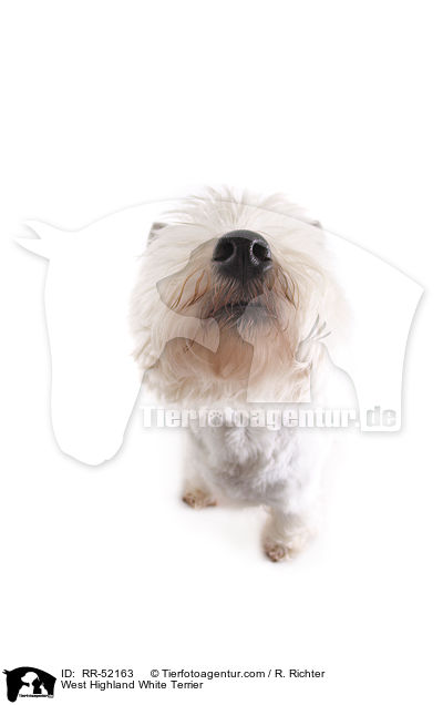 West Highland White Terrier / West Highland White Terrier / RR-52163