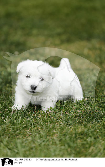 West Highland White Terrier Welpe / puppy / RR-55743