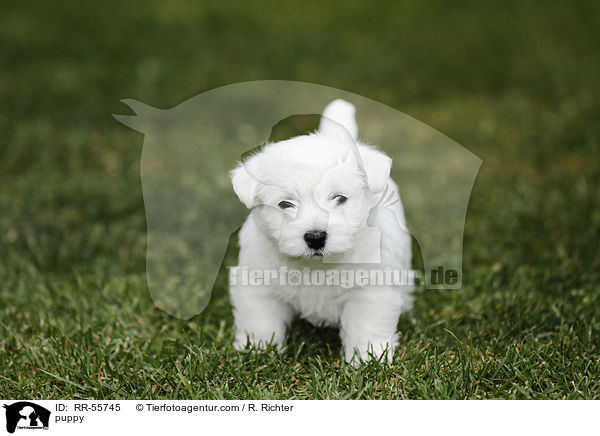 West Highland White Terrier Welpe / puppy / RR-55745