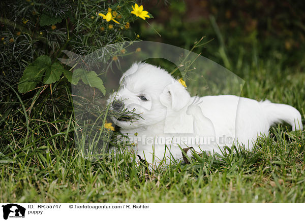 West Highland White Terrier Welpe / puppy / RR-55747