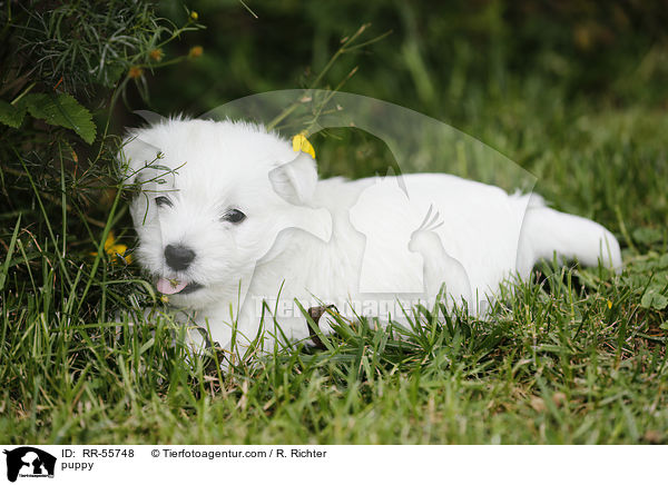 West Highland White Terrier Welpe / puppy / RR-55748