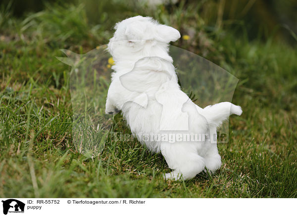 West Highland White Terrier Welpe / puppy / RR-55752