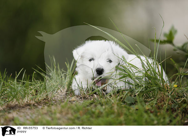 West Highland White Terrier Welpe / puppy / RR-55753