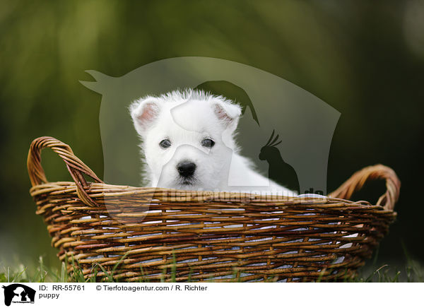 West Highland White Terrier Welpe / puppy / RR-55761