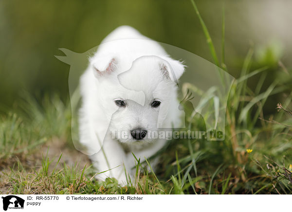 West Highland White Terrier Welpe / puppy / RR-55770