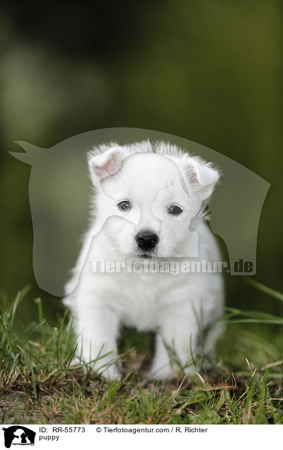 West Highland White Terrier Welpe / puppy / RR-55773